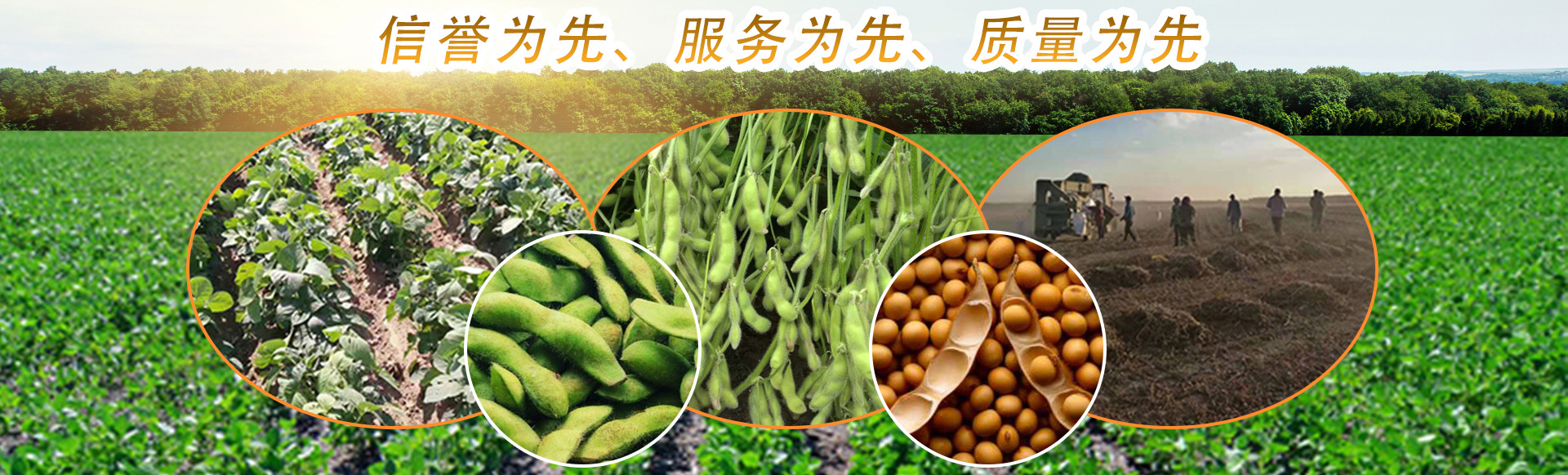开原市毛豆研究所
